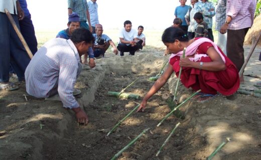 BAmboo saplings Inter-node Cutting Technology Training